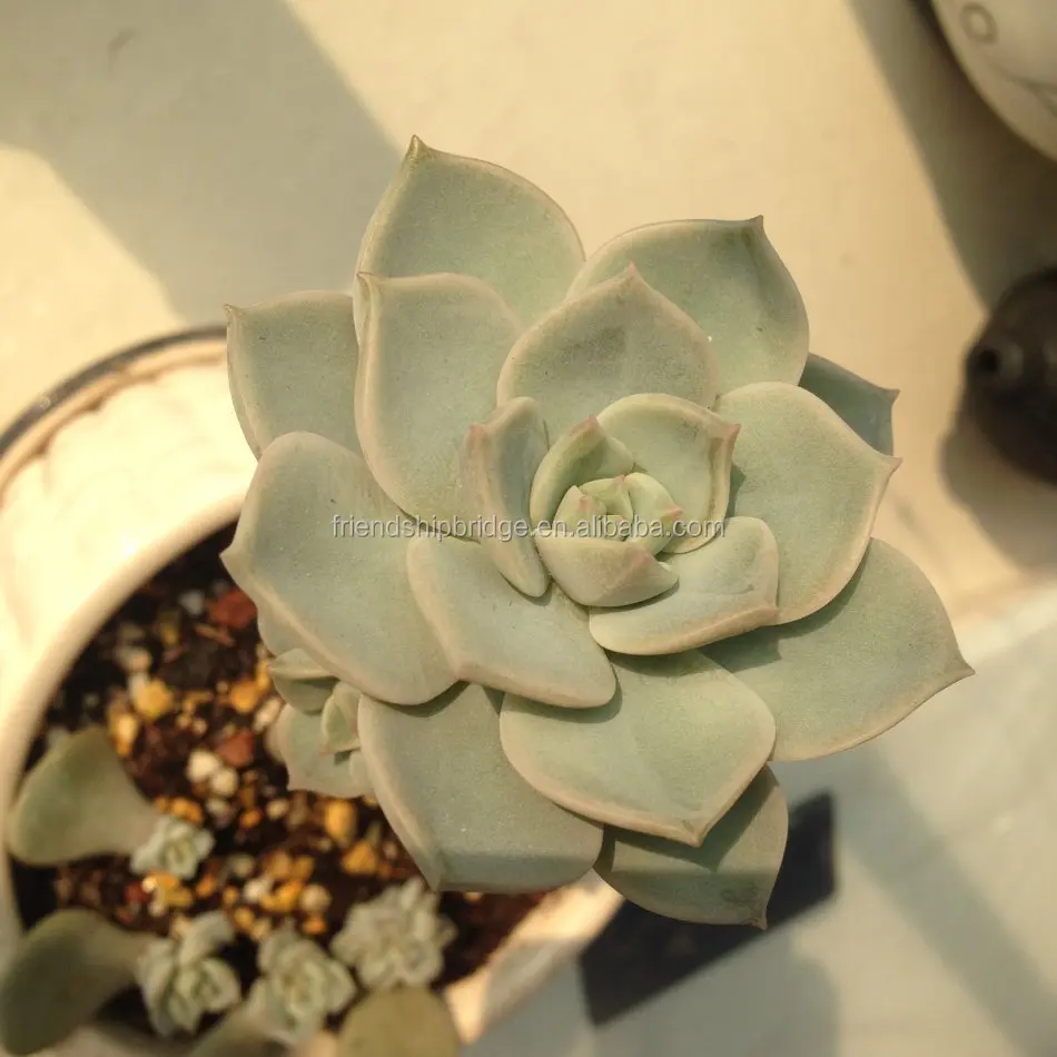 Граптоверия титбанс суккулент бонсай