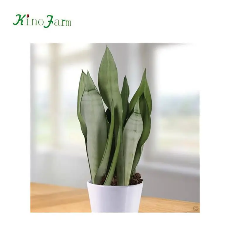 
indoor bonsai Sansevieria Trifasciata 
