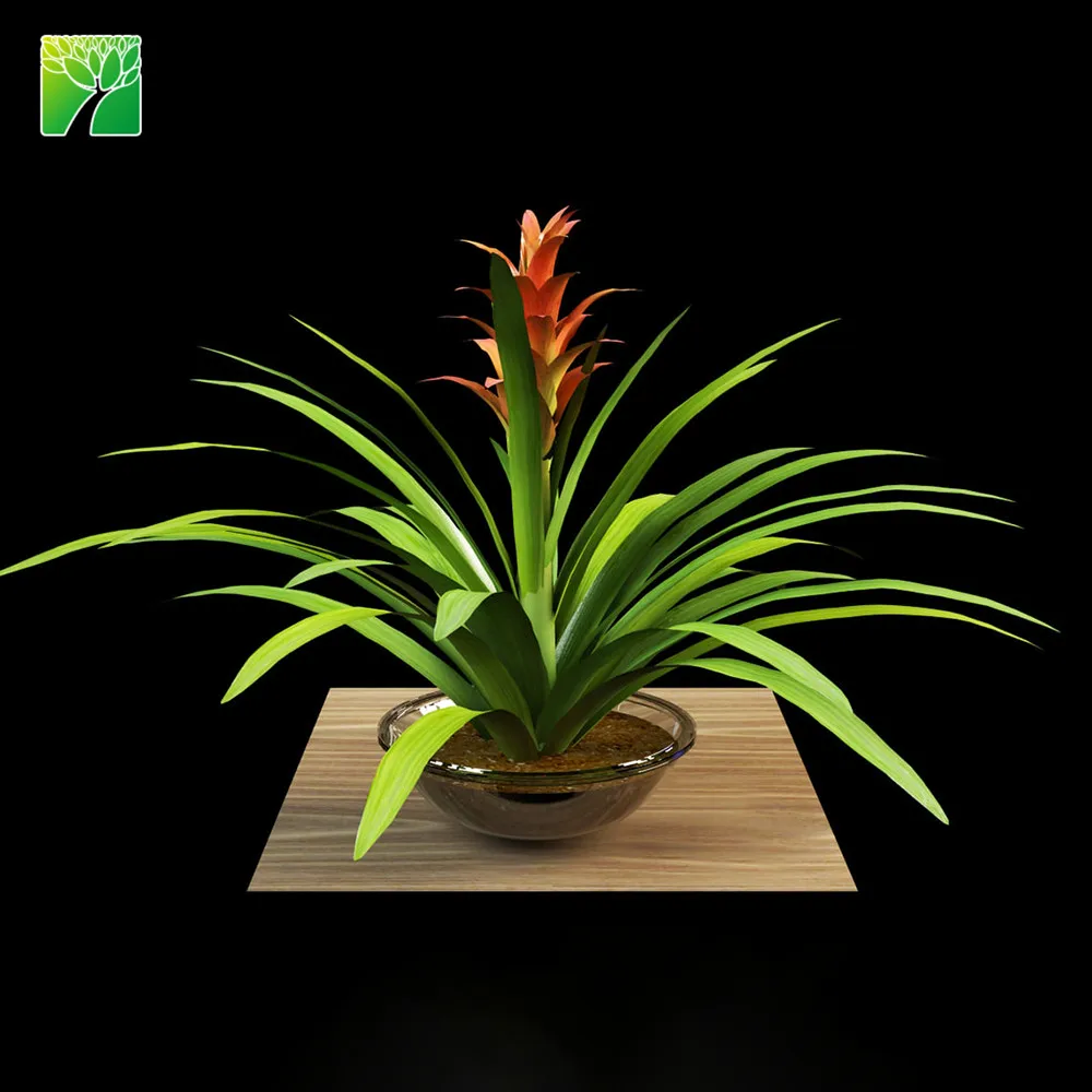 Hot sale indoor decoration perennial flower plant tufted airplant Guzmania atilla