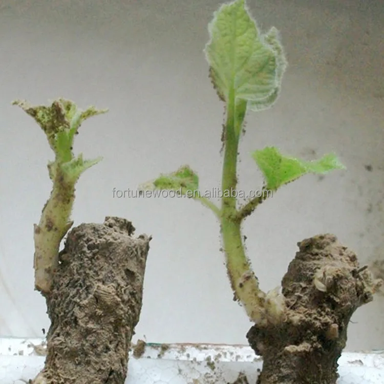 Fresh paulownia tomentosa roots cutting with good germinational rate