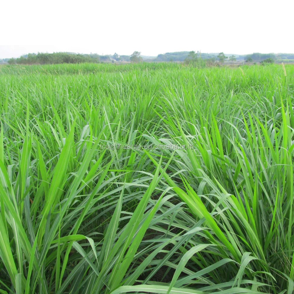 2021 Touchhealthy supply annuals grass seed,ryegrass seed
