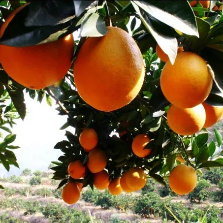 
Fresh Orange,Delicious Mandarin, From Turkey 