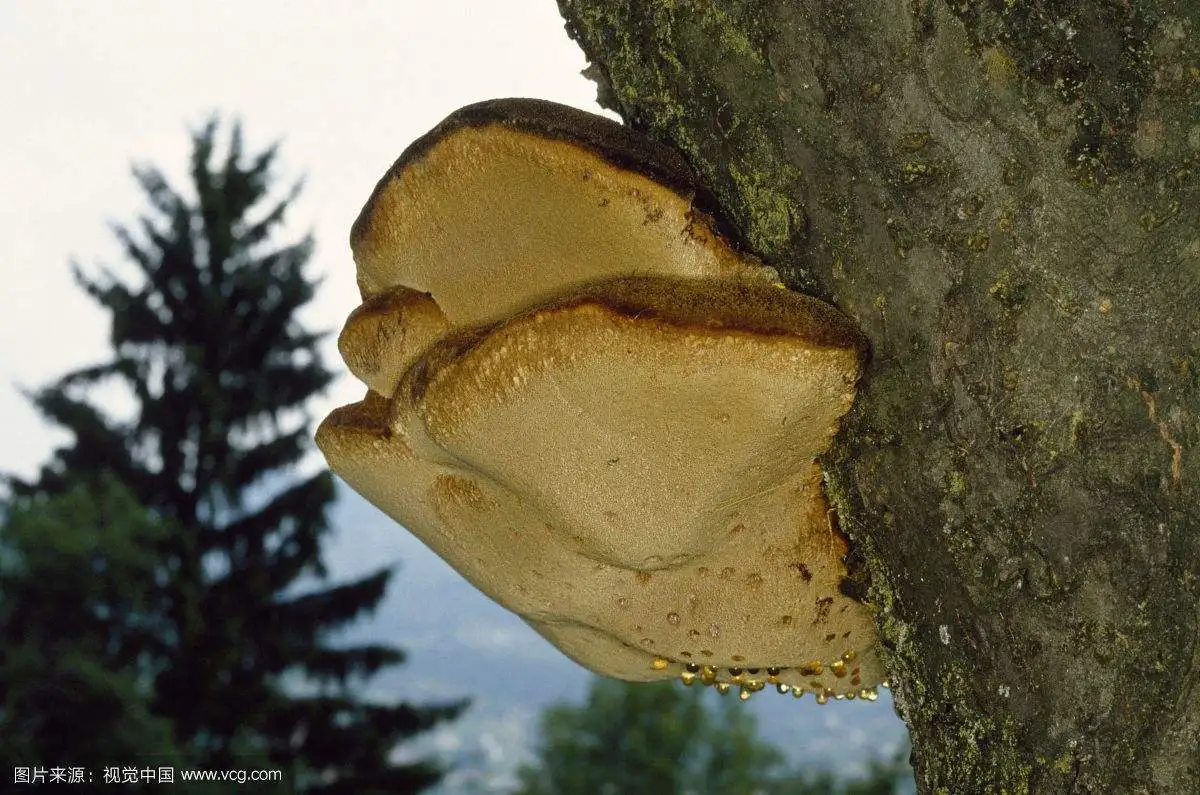  Chaga грибной; Чага; Питательный Betula