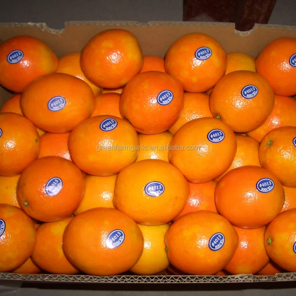 New Crop Fresh Naval Orange