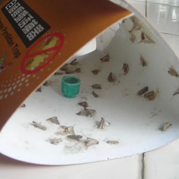 Нетоксичная приманка феромона для приманки насекомых