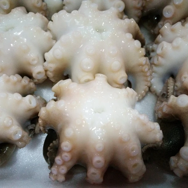
HIGH QUALITY FROZEN BABY OCTOPUS 