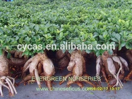 
Ficus ginseng 