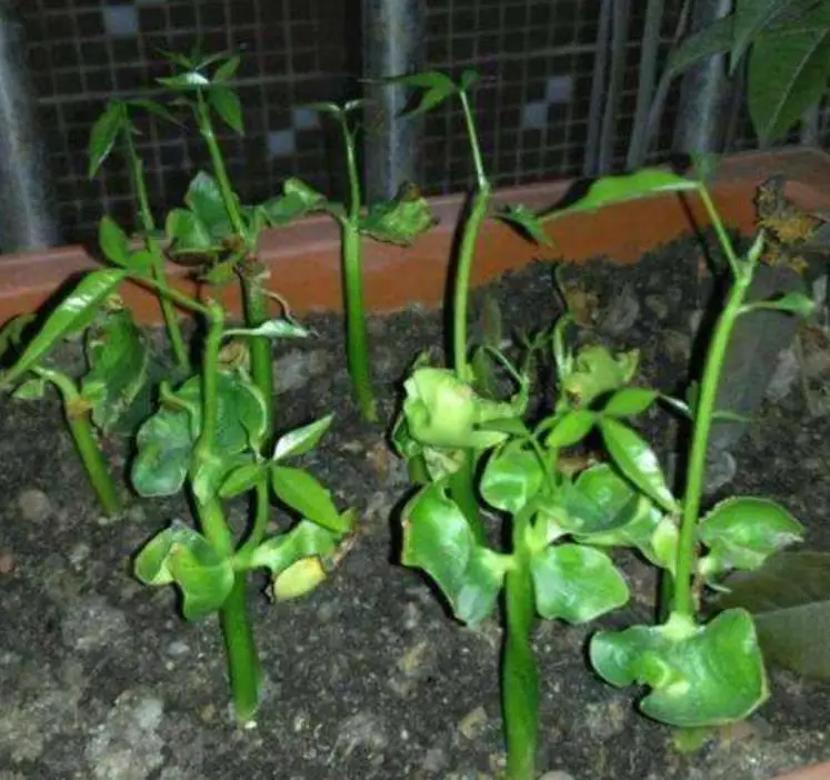 Высококачественные семена Pachira macrocarpa pachia