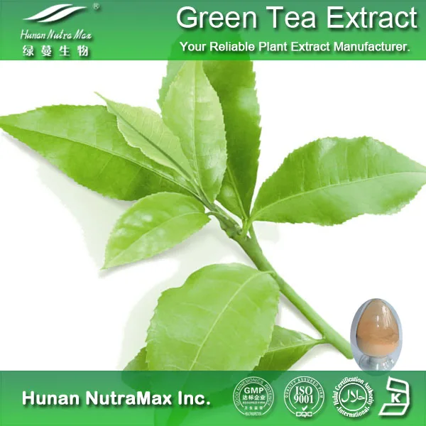 Low caffein Green Tea extract 30% L- Theanine 98% Polyphenole 95% EGCG