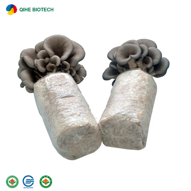 
Best-selling oyster mushroom spawn with CE certificate 