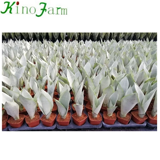 Moonshine Sansevieria