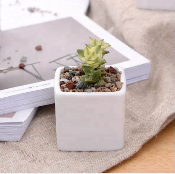 White creative succulent ceramic desktop mini square potted pot