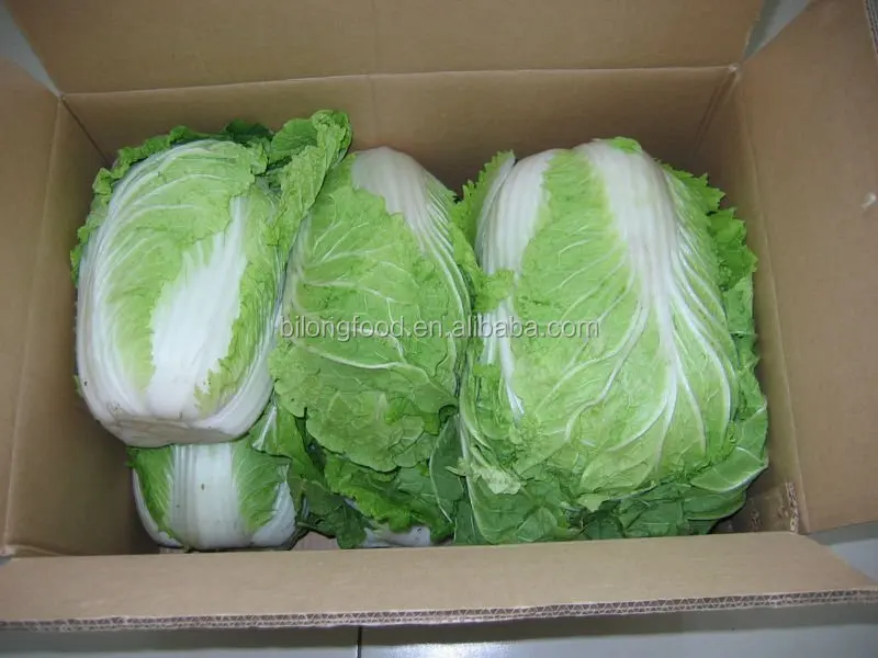 
2018 long white chinese cabbage from new farm (Shandong,Xiamen,Hebei) 