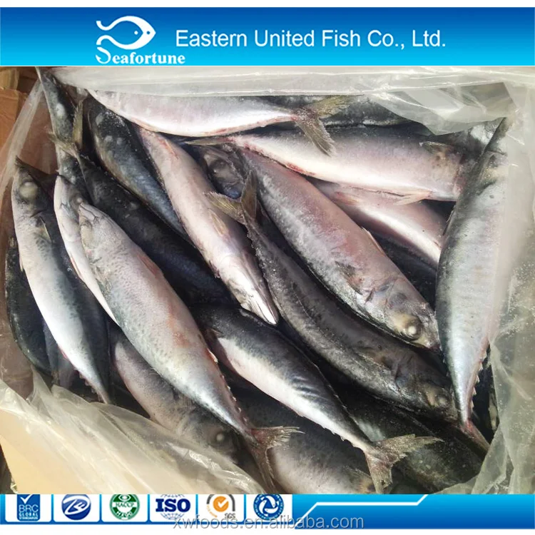 Russia and Europe approved plant seafrozen BQF pacific mackerel
