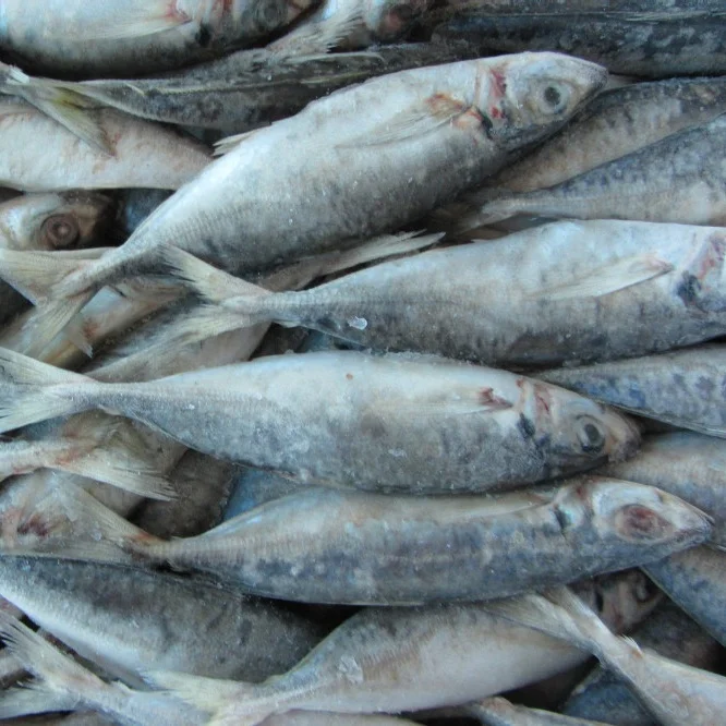 
New harvest good quality frozen seafood horse mackerel fish with factory price 
