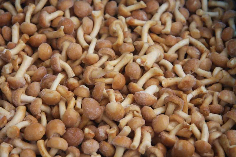 
Buyers for Detan Frozen Nameko Mushrooms 