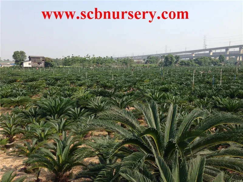 
Cycas 6-8cm 