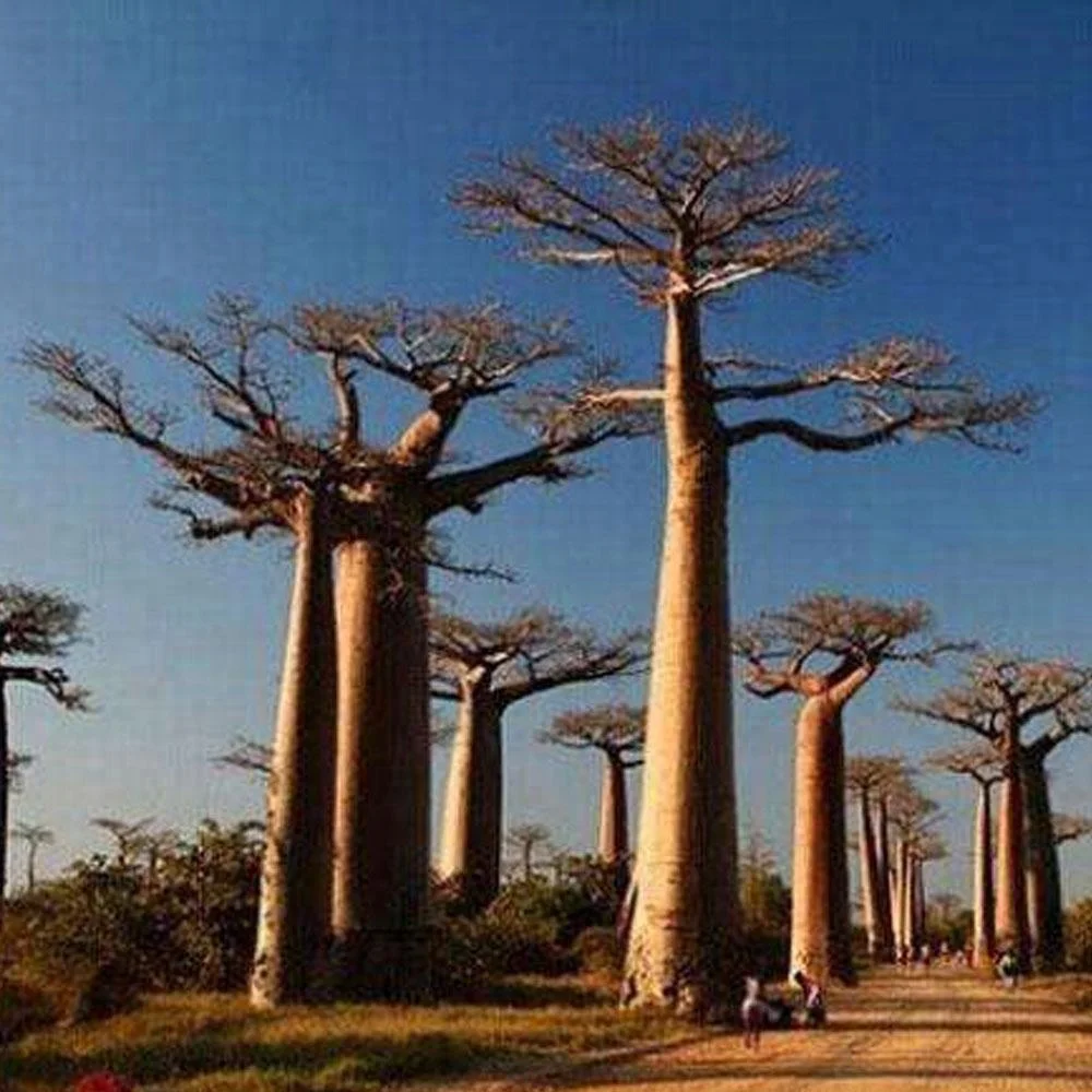 2021, семена Adansonia digitata, семена Baobab для деревьев облесения