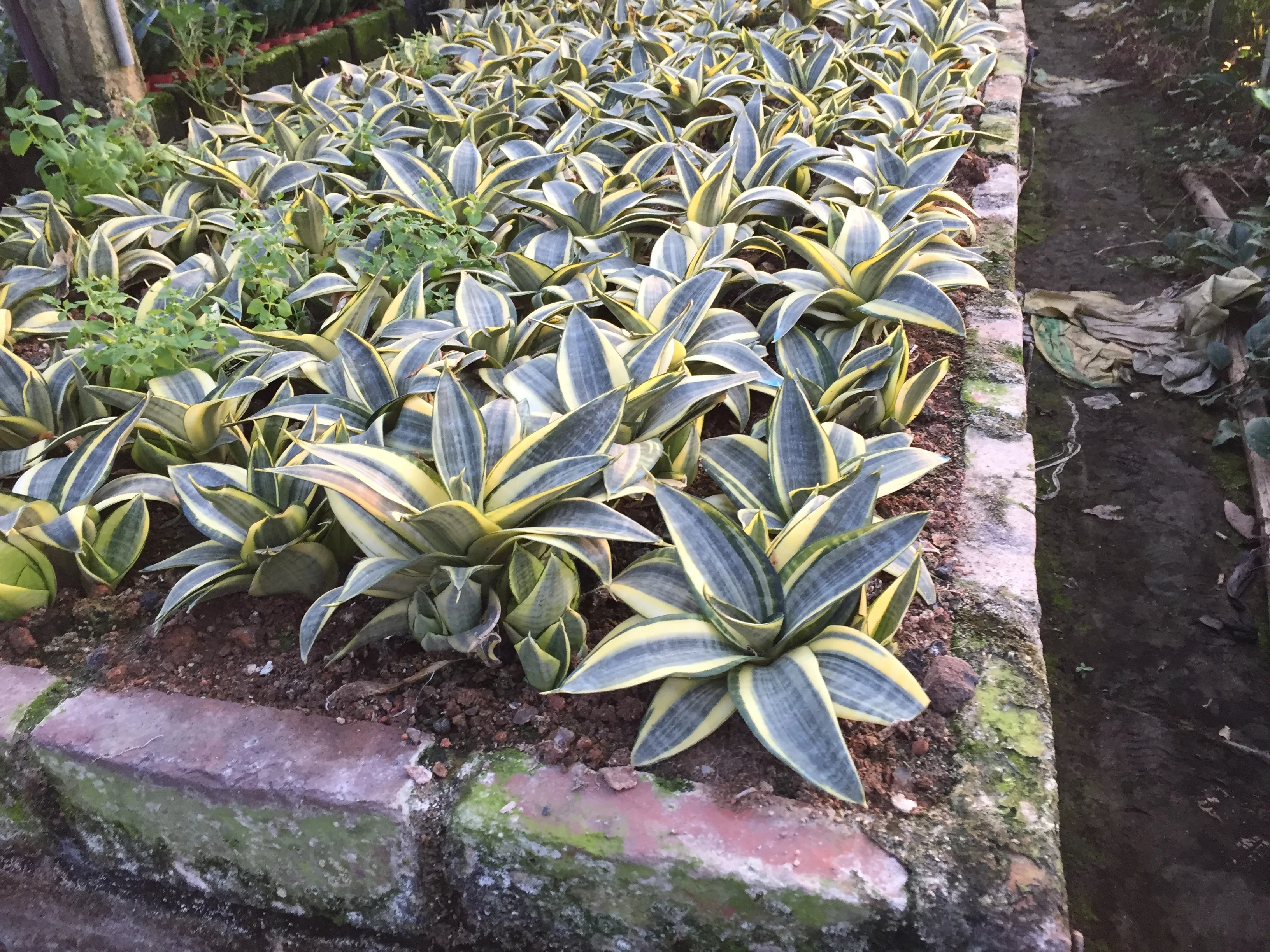 
Sansevieria Hahnii Indoor Decoration for Wholesale 