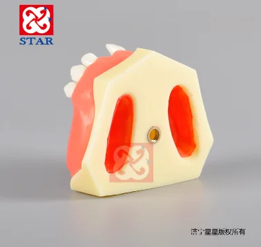 Sinus lift practice model implant model