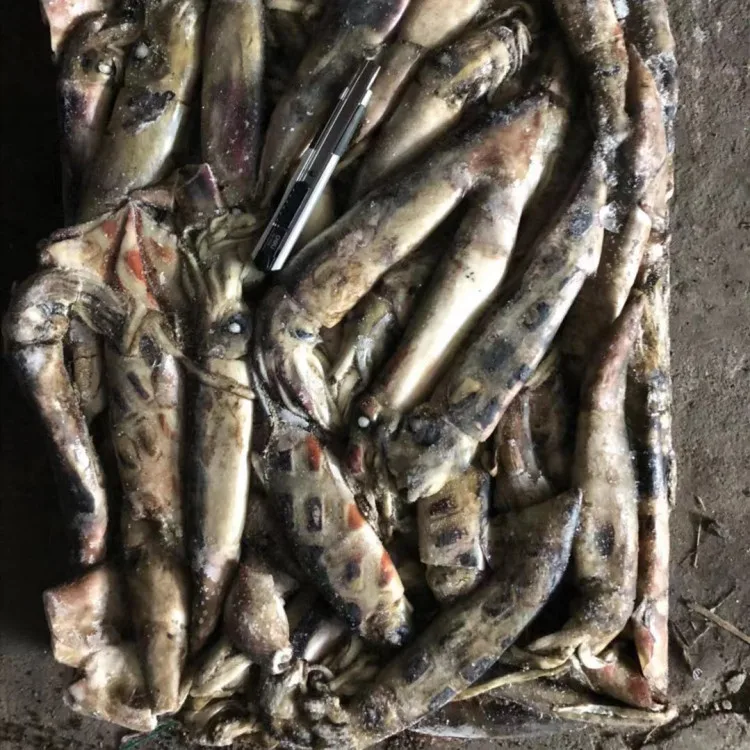 Hot Sale Frozen North Pacific Squid Neon Flying Squid For Processing Or Bait