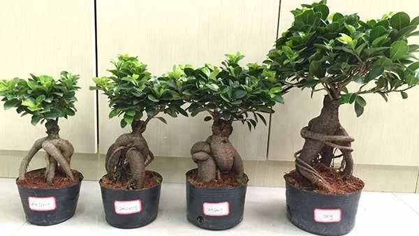 
Ficus microcarpa 