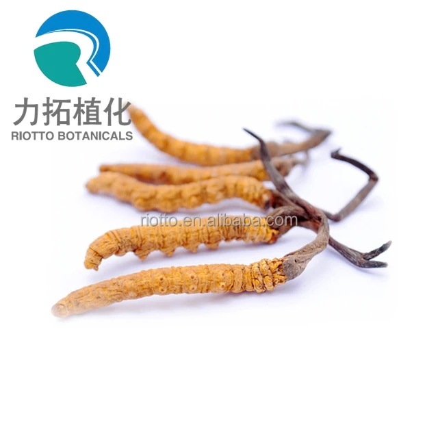
Hot selling Wild Cordyceps p.e. powder 10% cordyceps extract with polysaccharides 