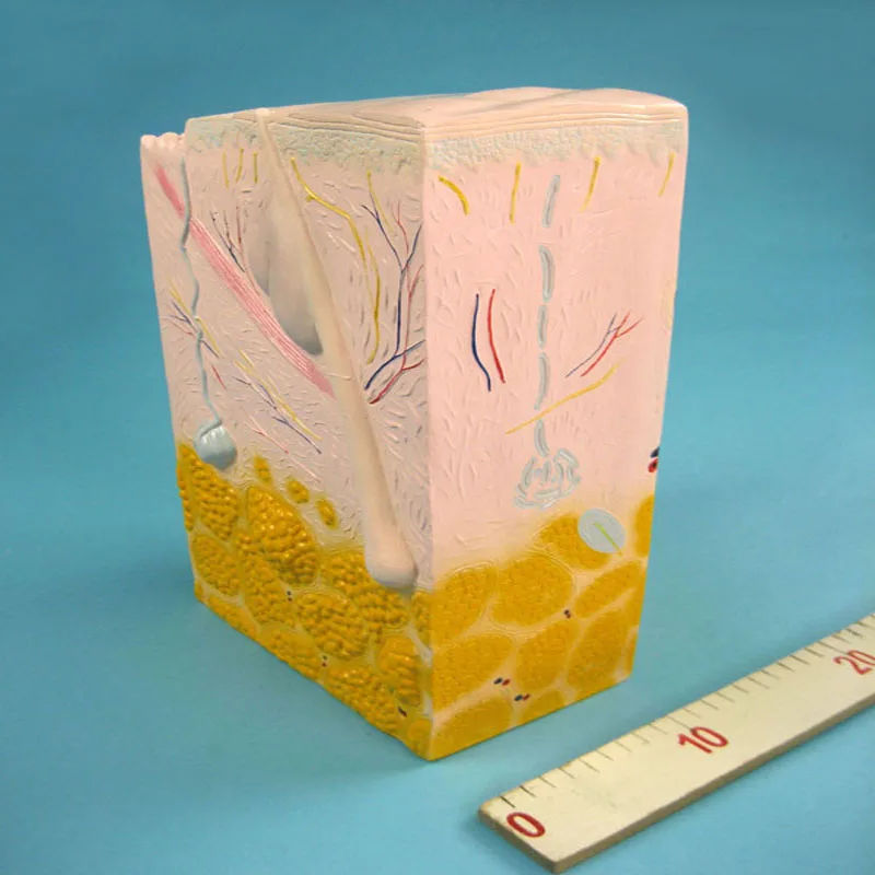 Biology Teaching Aids Anatomical Human Skin Structure Model