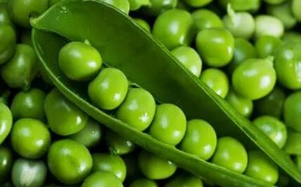 
Food/USP Grade NON-GMO Organic Pea Protein powder 