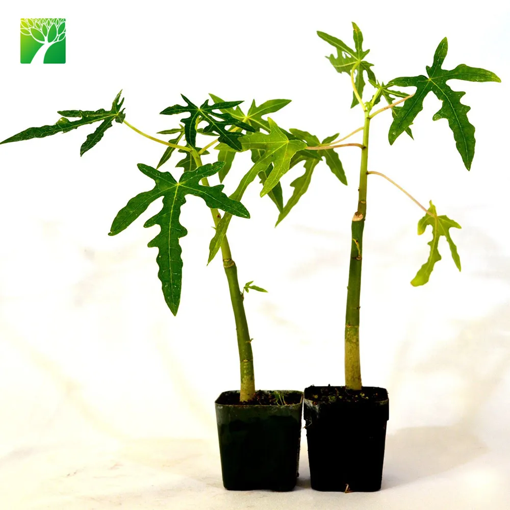 
 Саженцы папайи из Тропического Дерева, 2-5 м, максимальная высота  