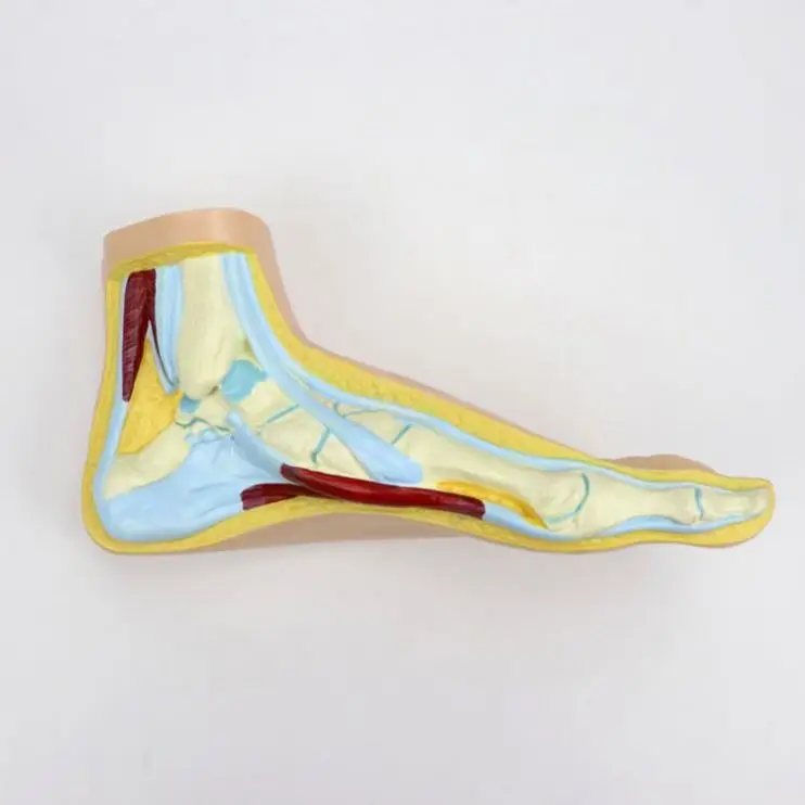 Медицинская модель для здоровой стопы/анатомическая модель человеческой стопы (плоскостопия, клоупа)