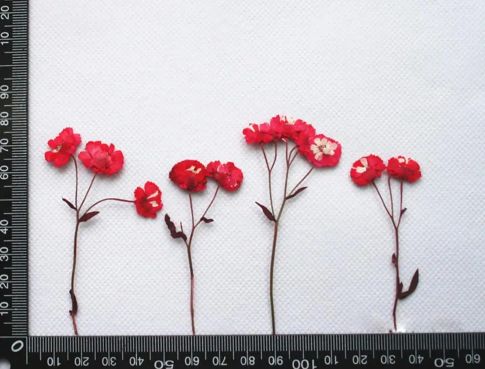 Multi Pressed Dried Flower, Rose, Hydrangea, Babesbreath, Artemisia, Lace Flower