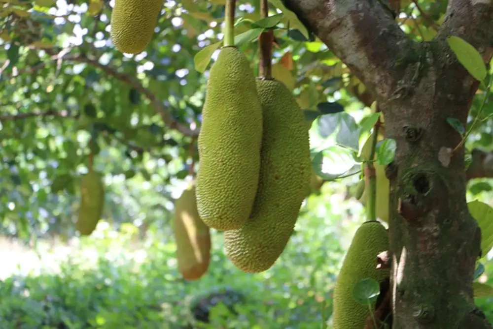 Оптовая продажа, замороженные без семян, Новые Сладкие Фруктовые мясо Panasa различeaf artocarpus для здорового питания, закуски