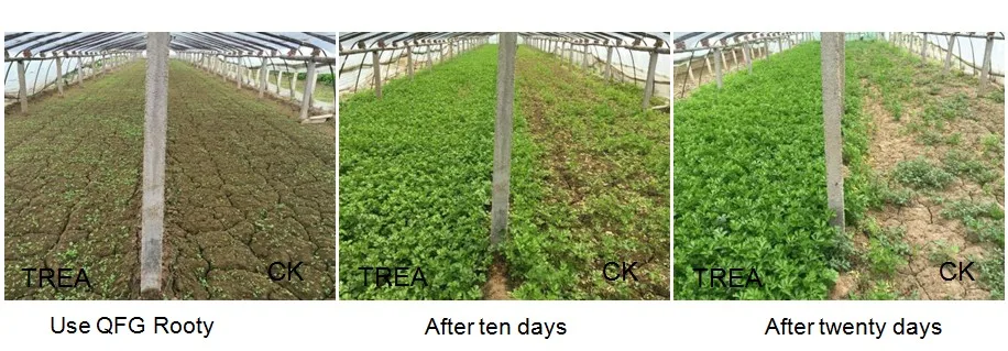 
Super Roots Amino Acid Organic Liquid Fertilizer Chelate Micronutrient Fertilizer 