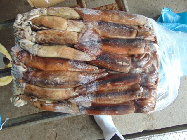 New Arrival High Quality Frozen Red Squid Loligo Bulk Style Packaging Color Feature Weight Shelf Origin Latin Type Life Variety