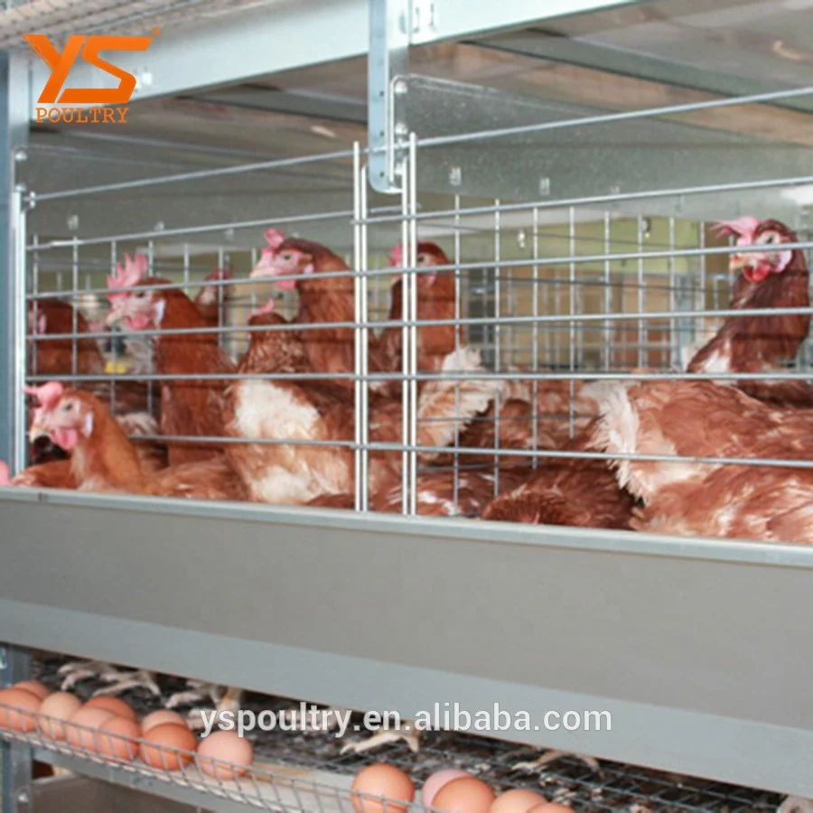 
H Type Automatic Egg Chicken Laying Coop 