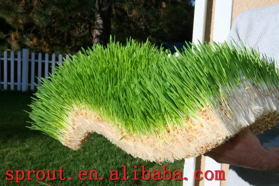 2019 New Type hydroponic fodder alfalfa equipment for animal feed