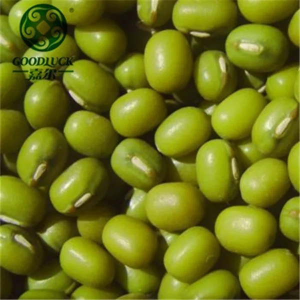 
Price for Fresh Green Mung beans/ Urad Dal/ Gram/Peas for Sale Competitive Price 