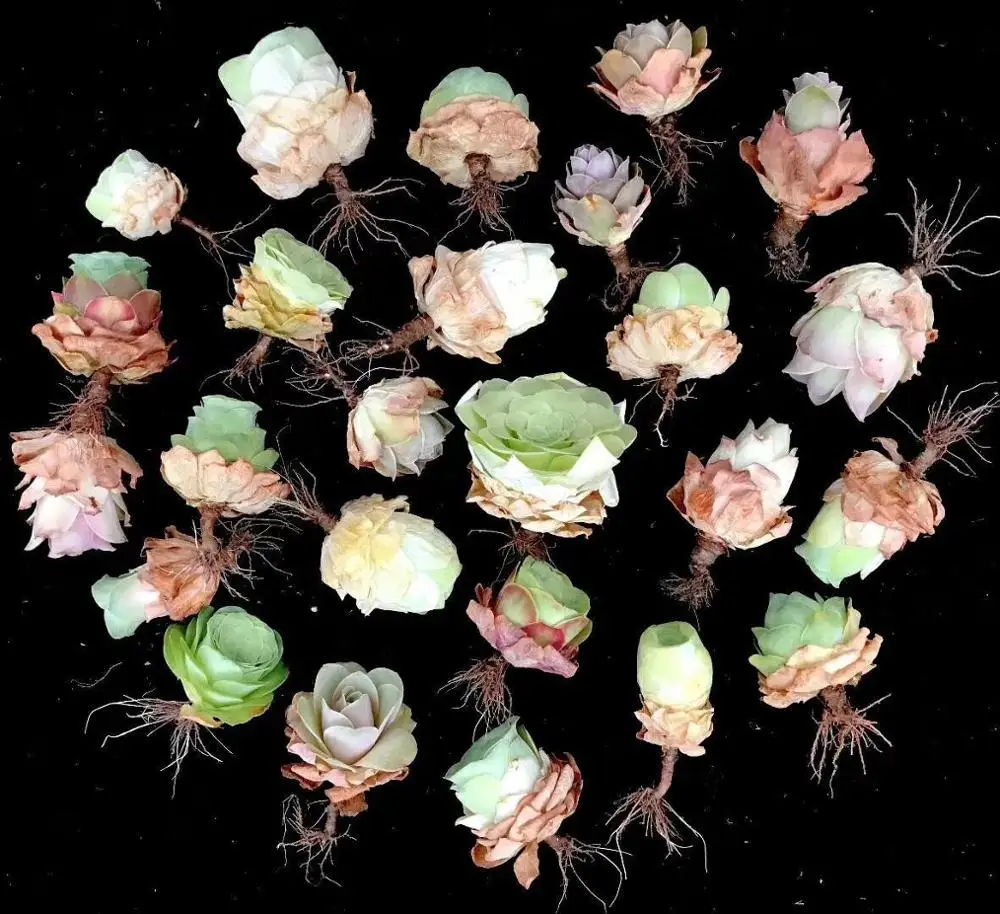 
Суккуленты Greenovia Webb & Berthel 25 в коробке 