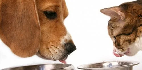 Buy pet food production line for high quality and favorable price