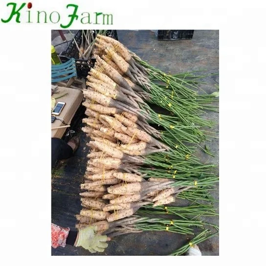 
 Zhangzhou Kinofarm nurseries pachira багажник  