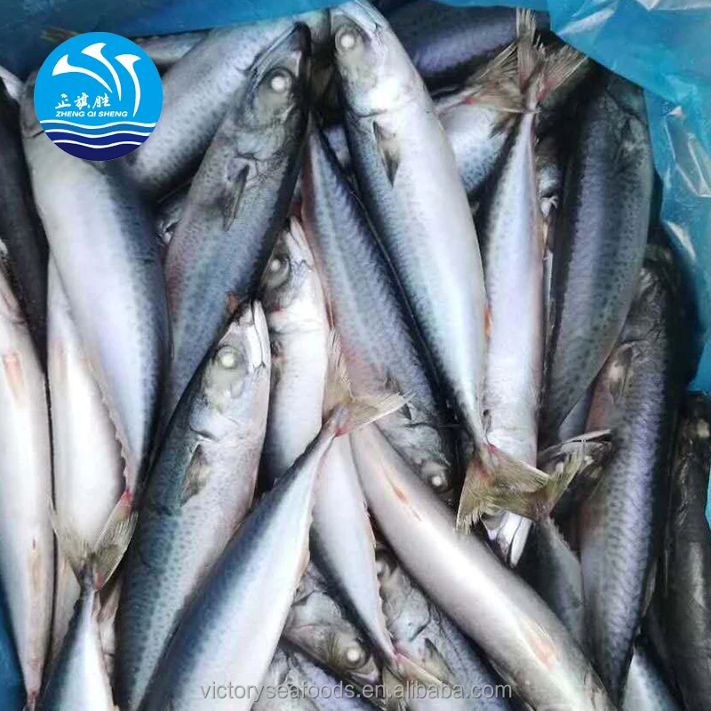 Whole Frozen Pacific Mackerel For Fishing Bait