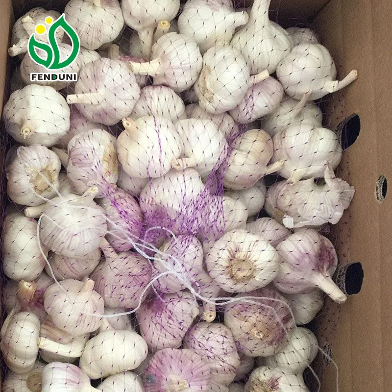 nova safra preco alho fresco branco para exportacao garlic