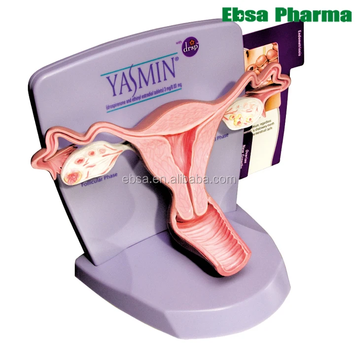 Advanced Medical Supplies Human Teaching Uterus Model