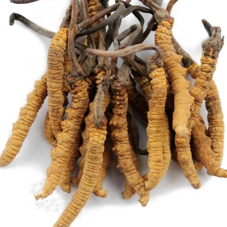 
dong chong xia cao AA grade medicine Cordyceps sinensis / caterpillar fungus 