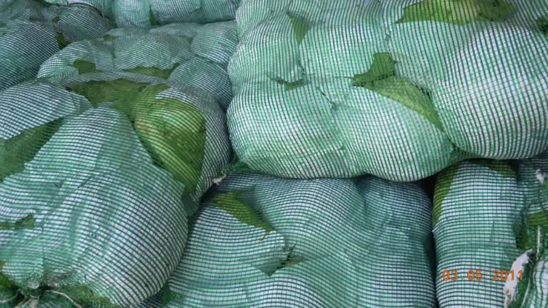 
small round fresh cabbage 