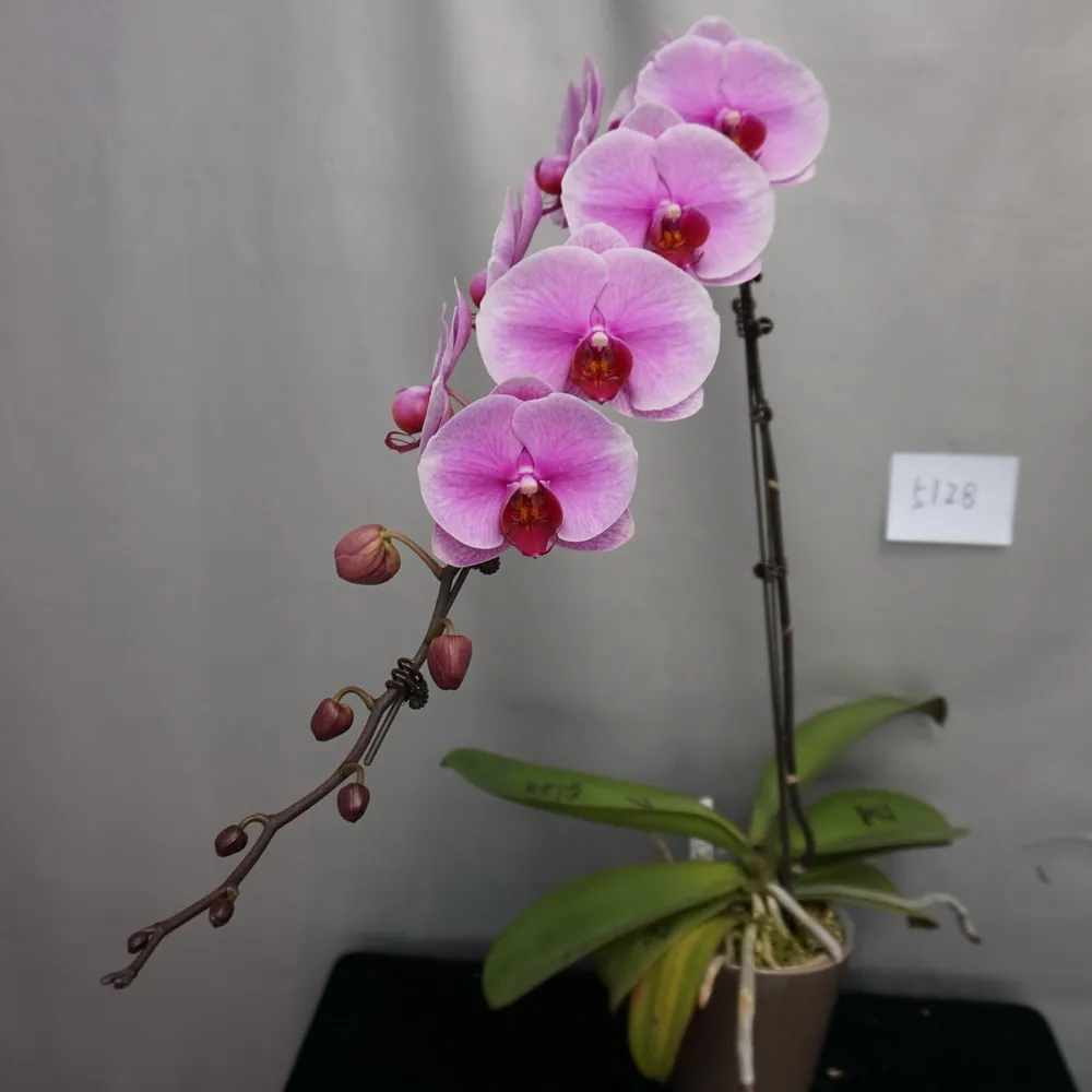 Phalaenopsis Orchid Plant