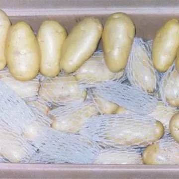 
fresh holland potato from China 