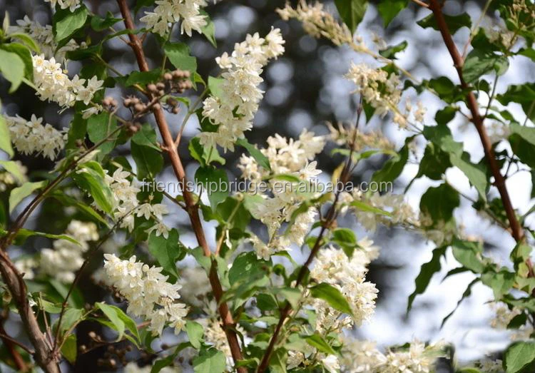 
The landscape tree Deutzia scabra seedling 