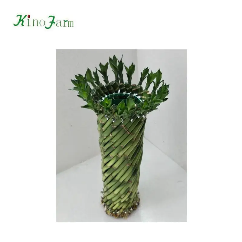 ornamental indoor lucky bamboo